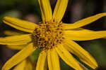 Common Leopardbane